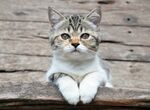 猫猫