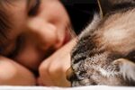 猫猫