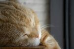 猫猫