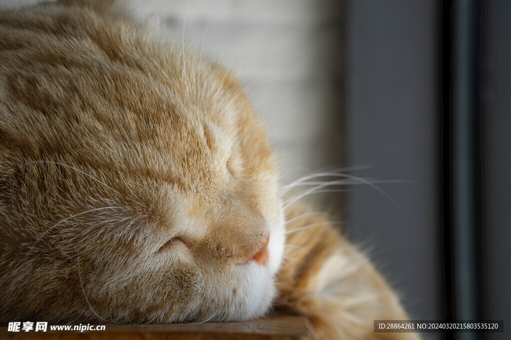 猫猫