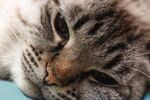 猫猫