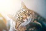 猫猫