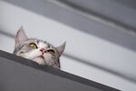 猫猫