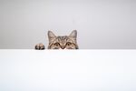 猫猫