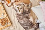 猫猫