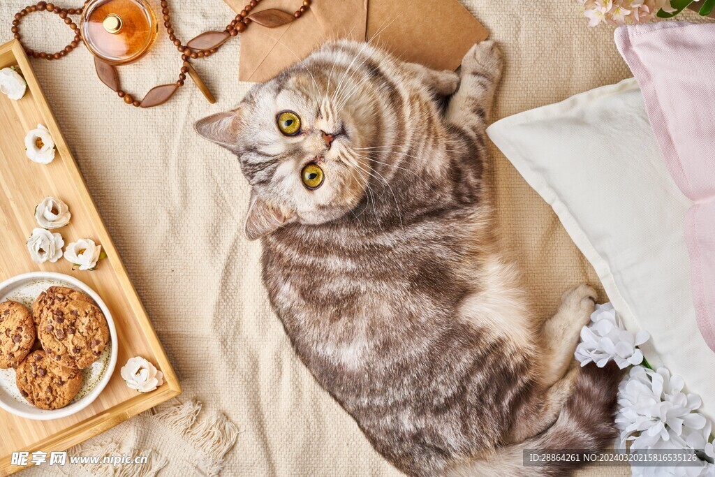 猫猫