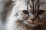 猫猫