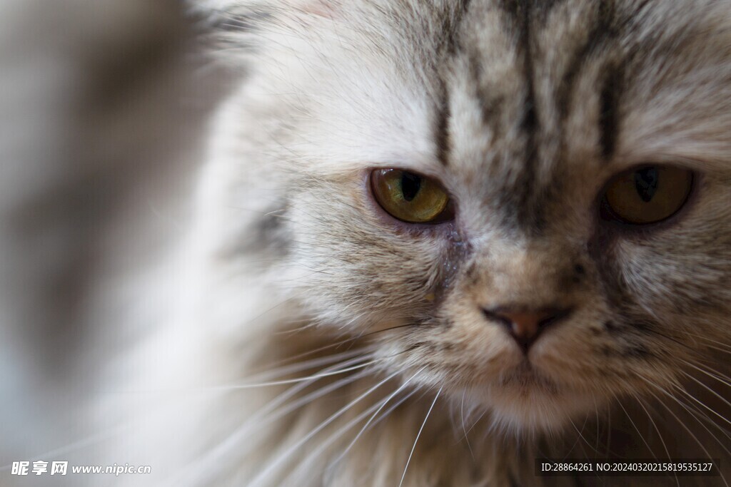 猫猫