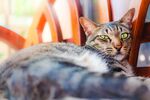 猫猫