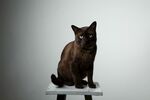 猫猫