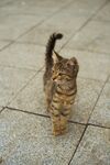 猫猫