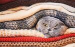 猫猫