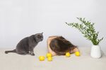 猫猫