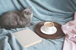 猫猫