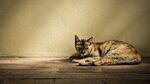 猫猫