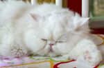 猫猫