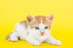 猫猫