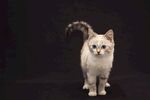 猫猫
