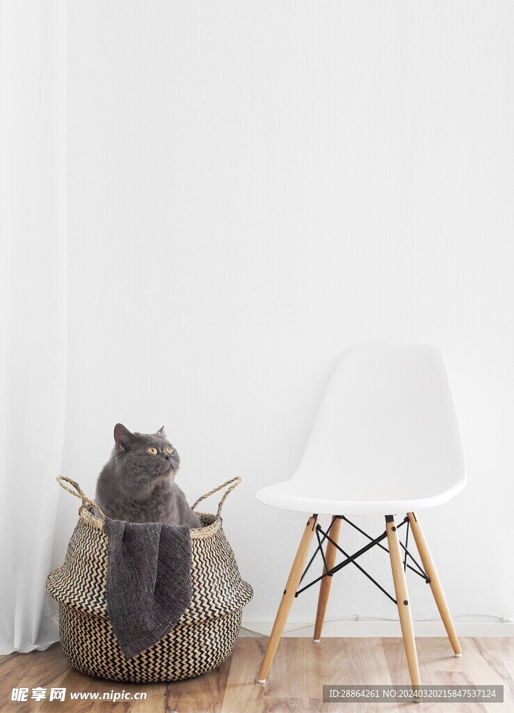 猫猫