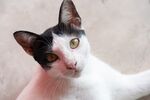 猫猫