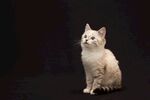 猫猫