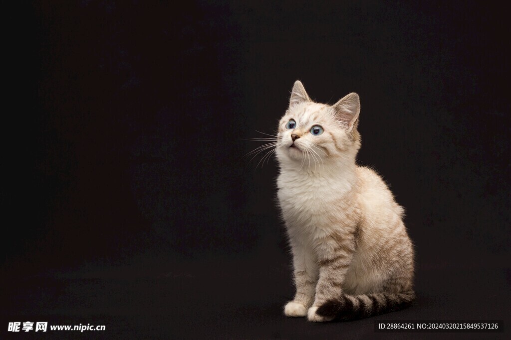 猫猫