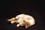 猫猫