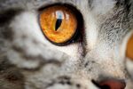 猫猫
