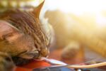猫猫