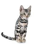 猫猫
