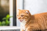 猫猫