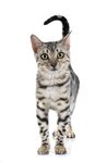 猫猫
