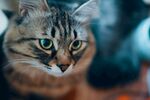 猫猫
