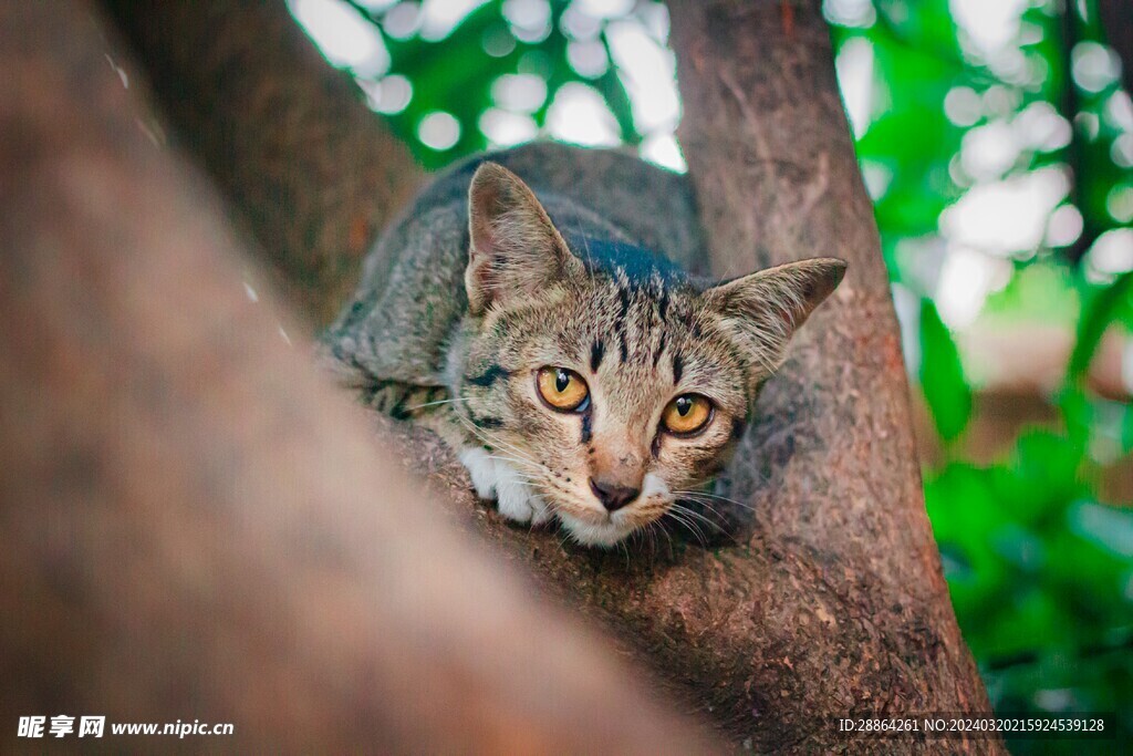 猫猫