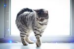猫猫