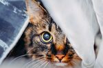 猫猫