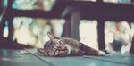 猫猫
