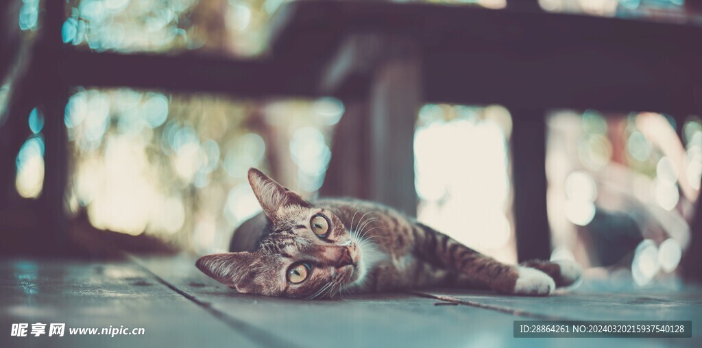 猫猫