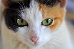 猫猫