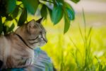 猫猫