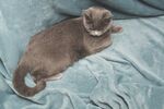 猫猫