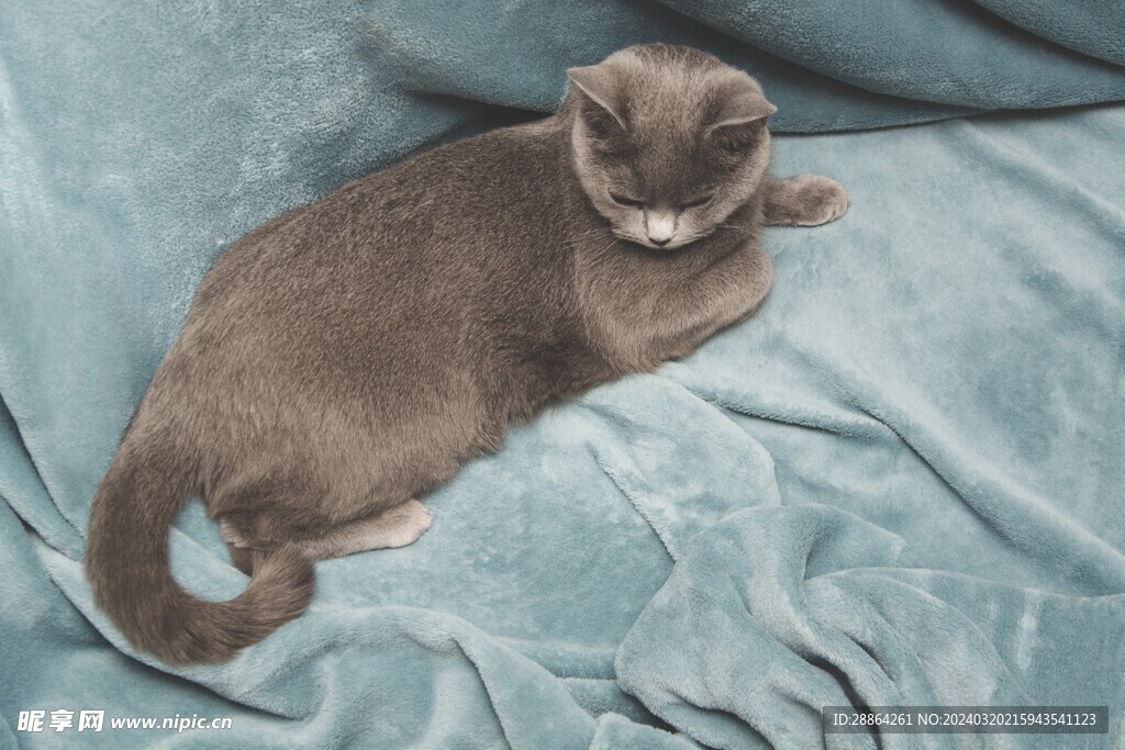 猫猫