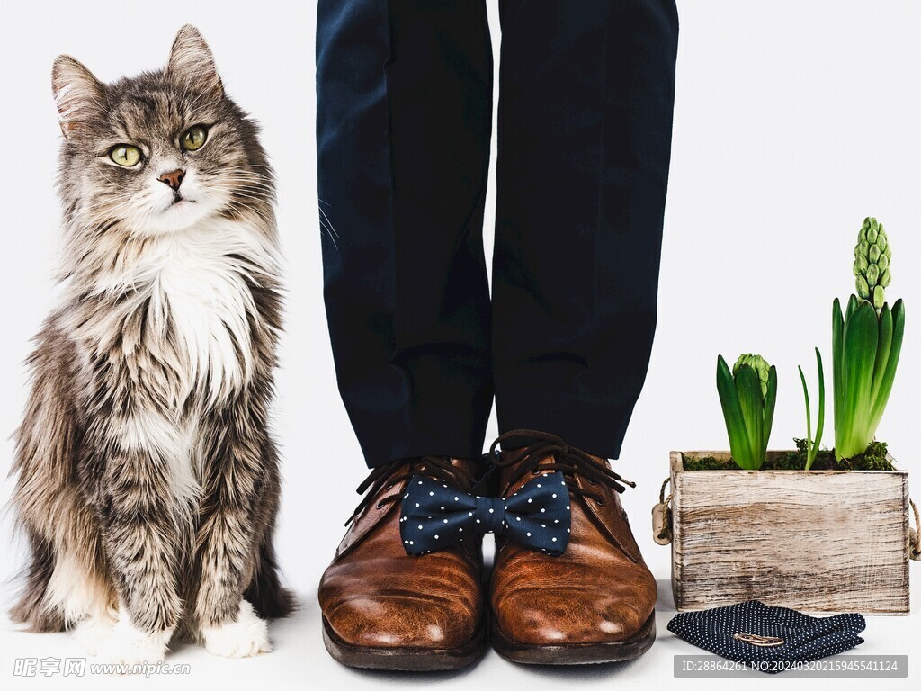猫猫