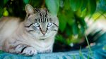 猫猫
