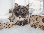 猫猫