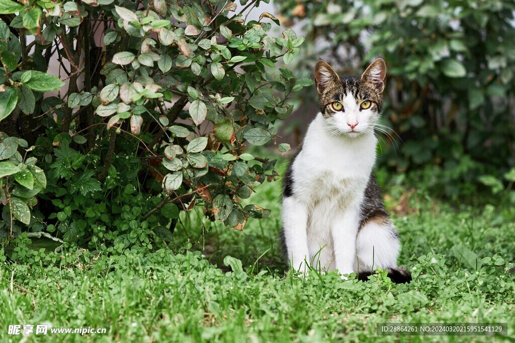 猫猫