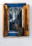 猫猫
