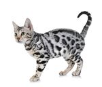 猫猫