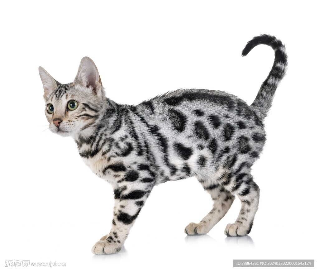 猫猫