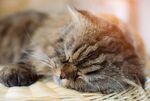 猫猫